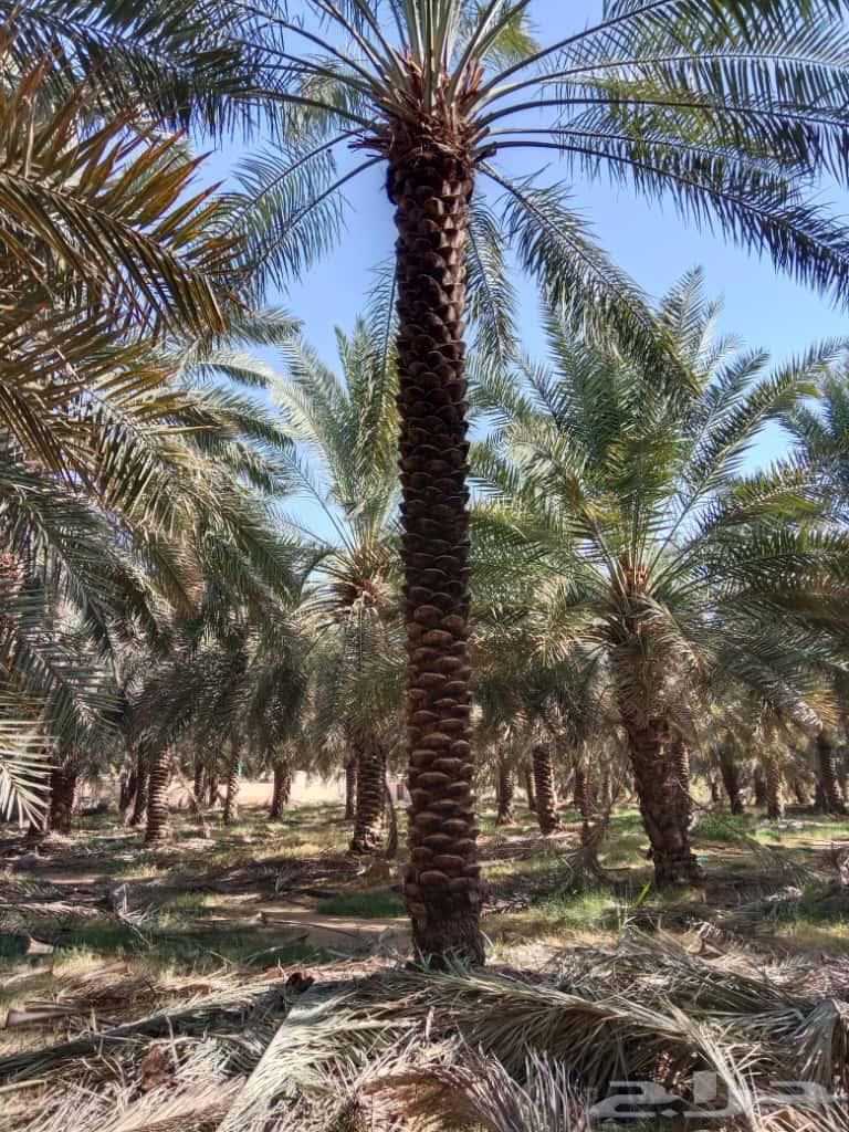 Supply and installation of farm and land fences, as well as planting palm trees and other trees64226080365569112