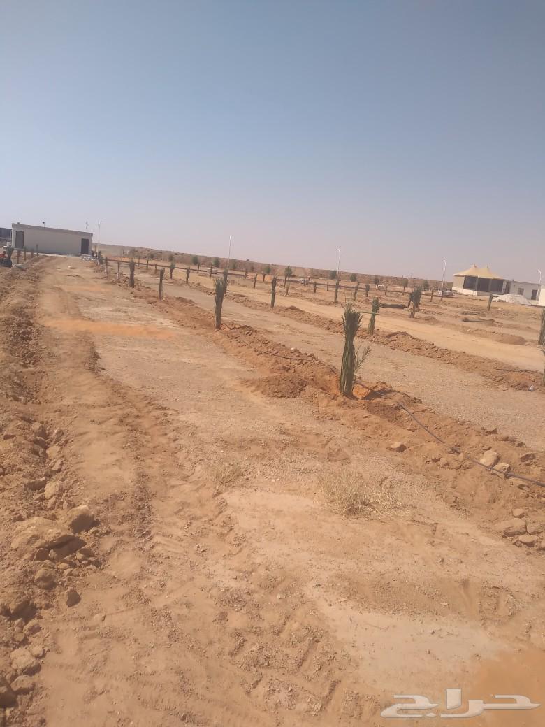 We have all types of chicks and transfers available64228824455938113