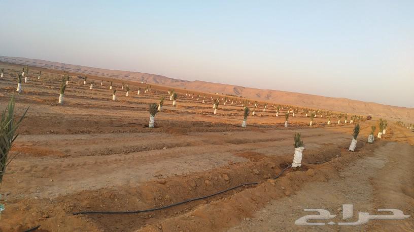 We have all types of chicks and transfers available64228824455938110