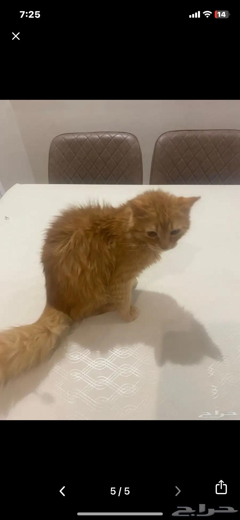 قط للتبني طويق64229555356929112