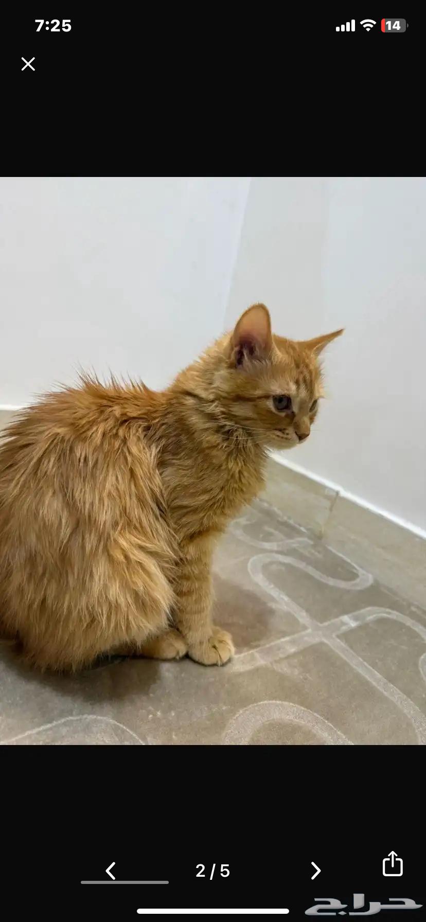 قط للتبني طويق64229555356929111