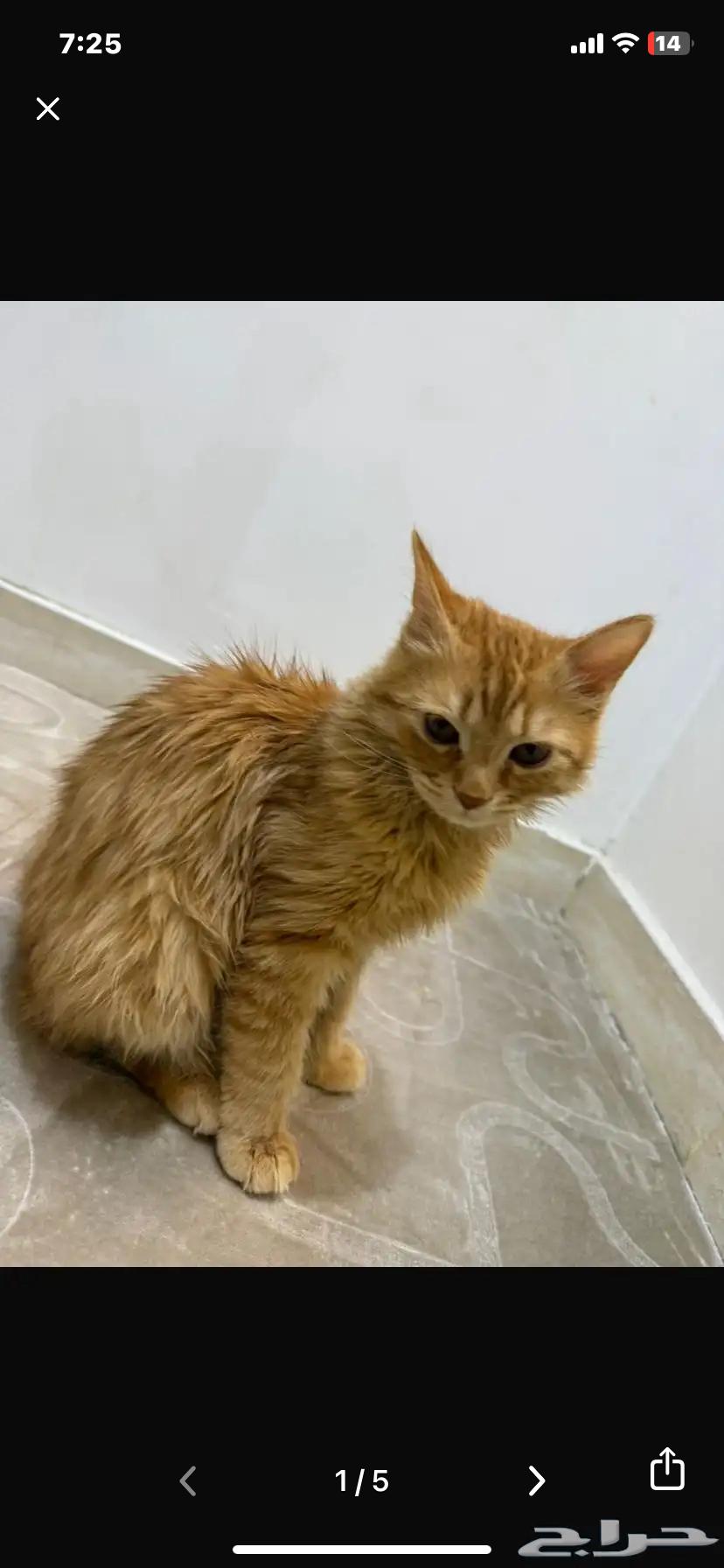 قط للتبني طويق64229555356929110