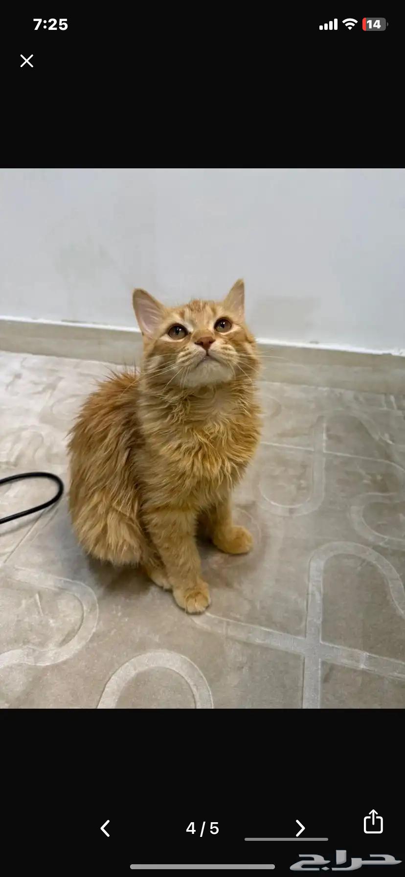 قط للتبني طويق64229555356929113