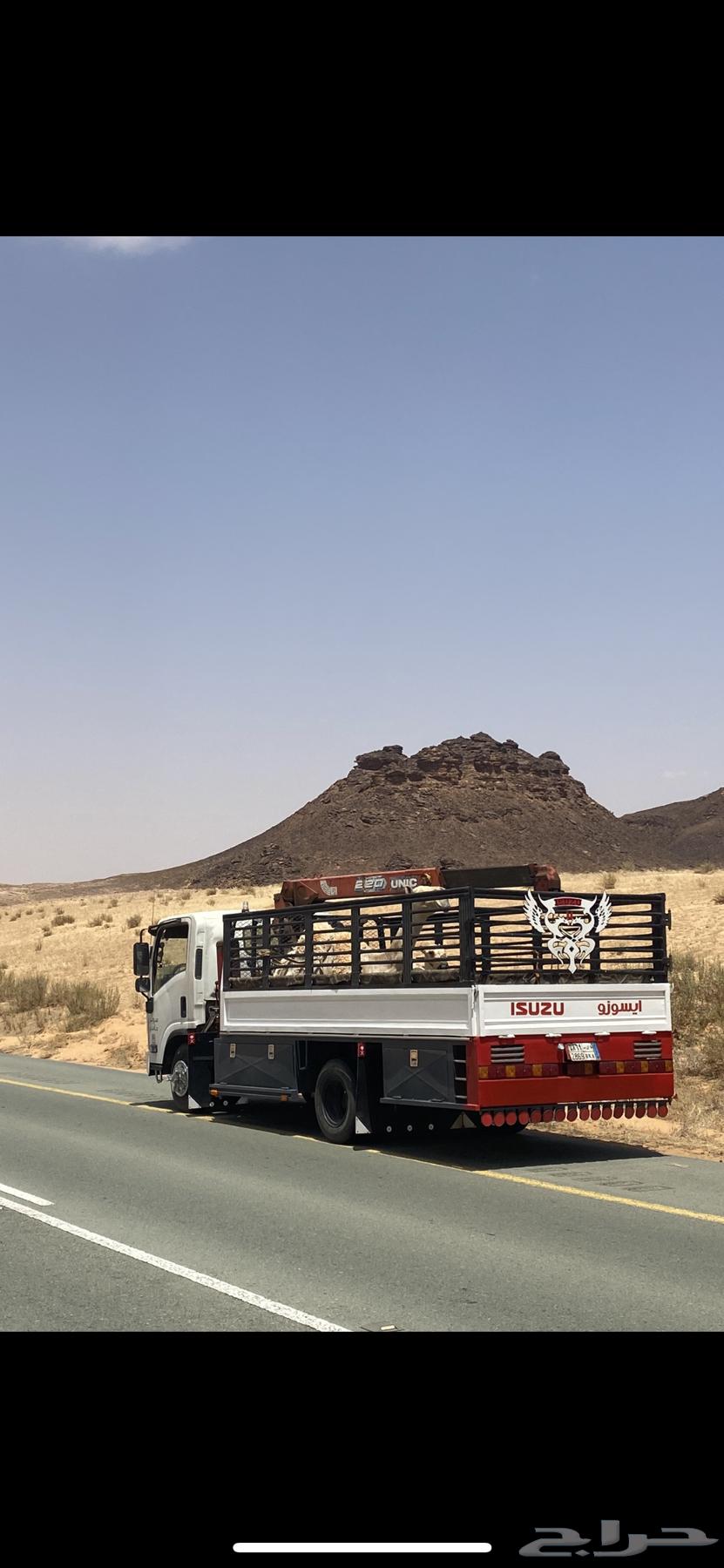 دينه ونش طالعه من القصيم لي تبوك64228827399426110