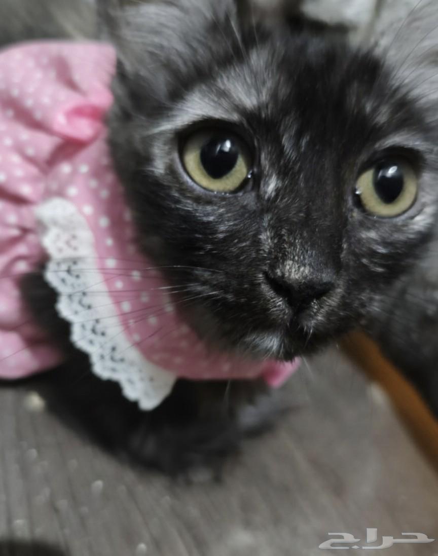 قطط صغيرة للتبني64239760121729110