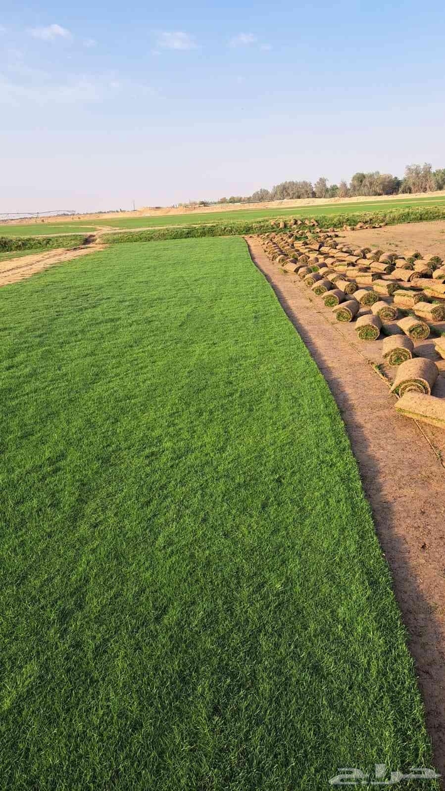 انجيله صناعي وثيل طبيعي64239967967619113