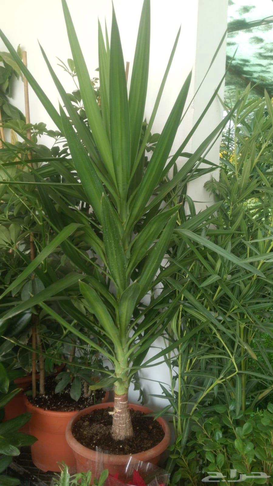 Garden landscaping, shades, barriers, waterfalls, fountains, pools64239760402177111