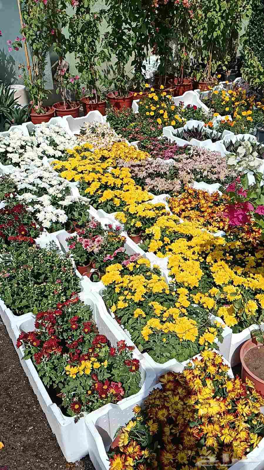 Garden landscaping, shades, barriers, waterfalls, fountains, pools64239760402177110