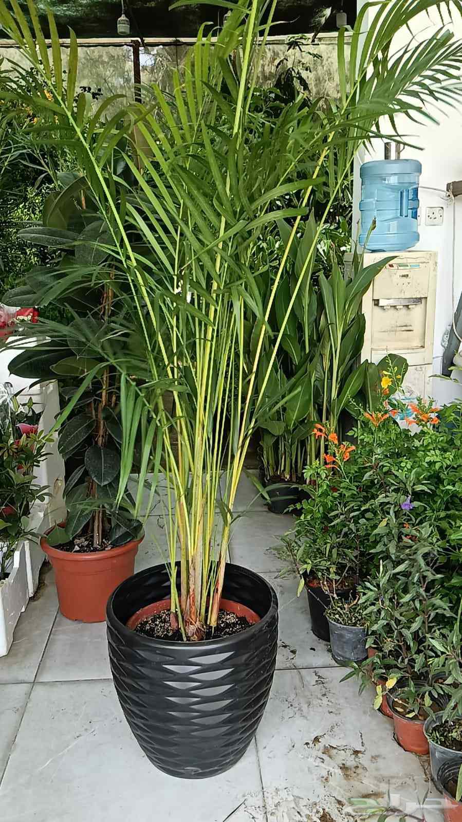 Garden landscaping, shades, barriers, waterfalls, fountains, pools64239760402177114