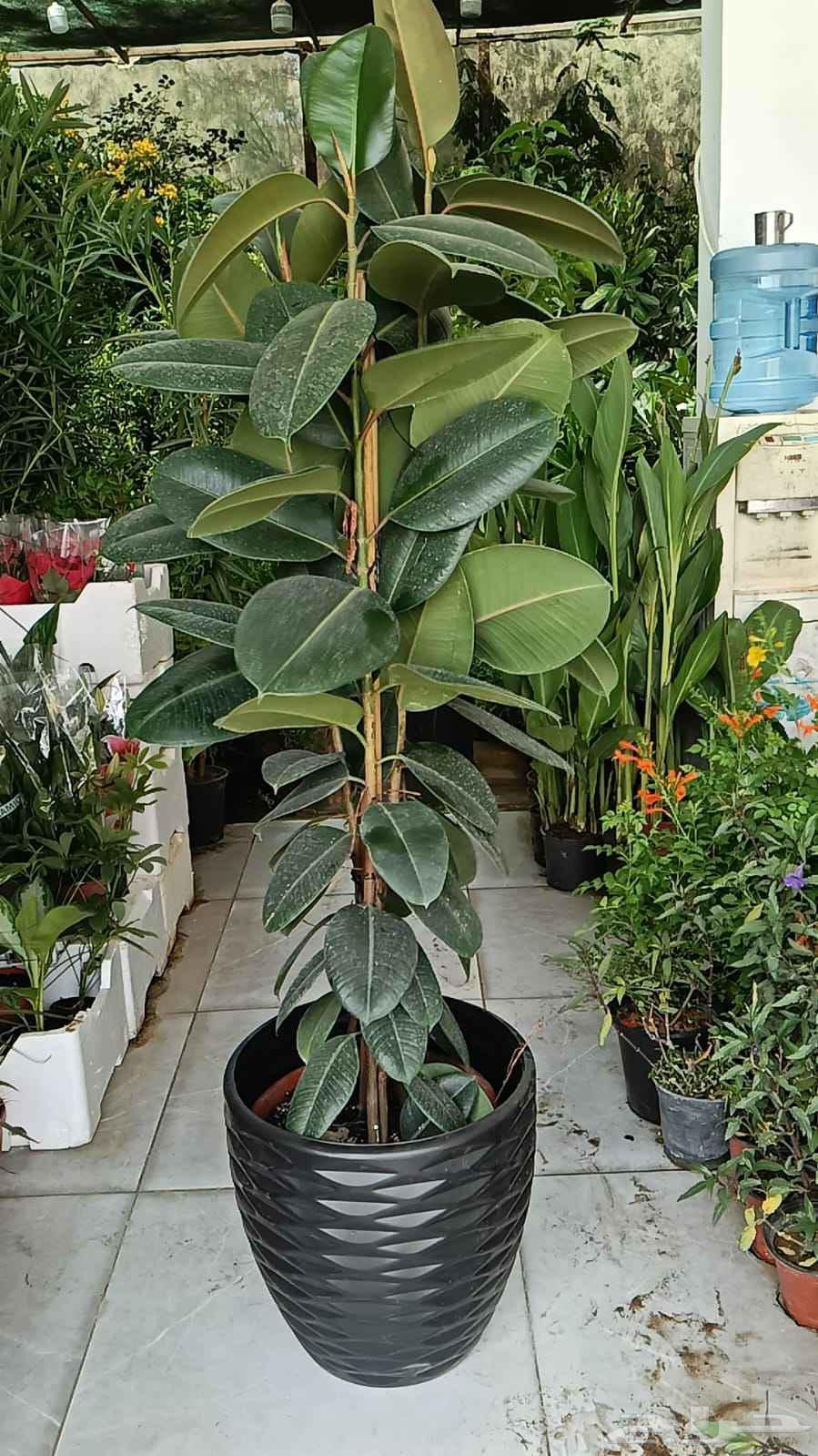 Garden landscaping, shades, barriers, waterfalls, fountains, pools64239760402177112