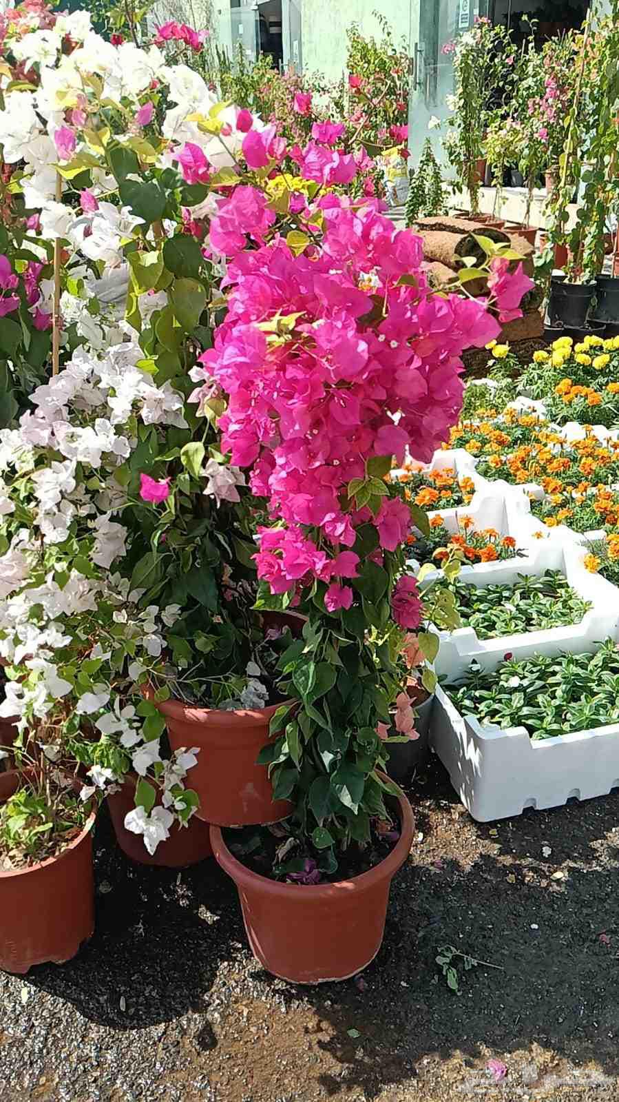 Garden landscaping, shades, barriers, waterfalls, fountains, pools64239760402177113