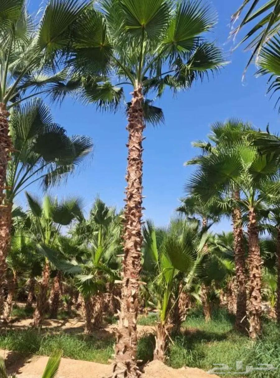 نخل واشنطن وعربي للبيع64225861022081110