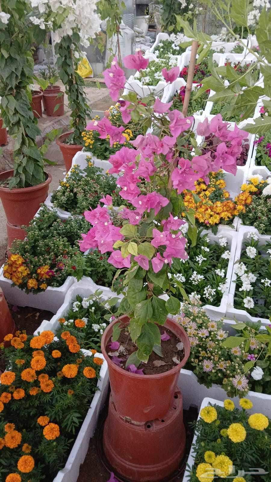 تنسيق وصيانة الحدائق المنزليه64226080811905112