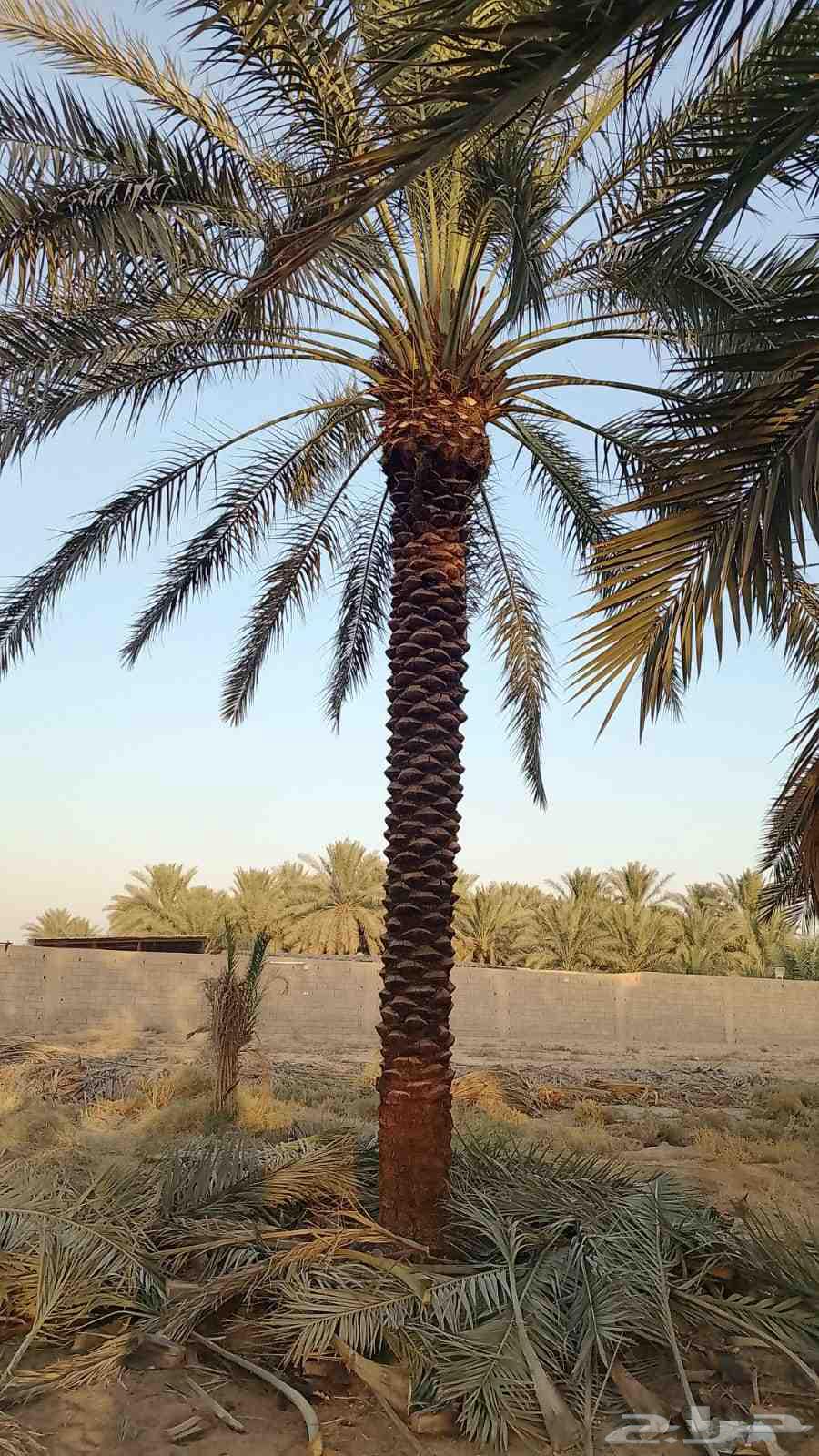 Palm trees for sale of all types and spines work of all types64228824071170111