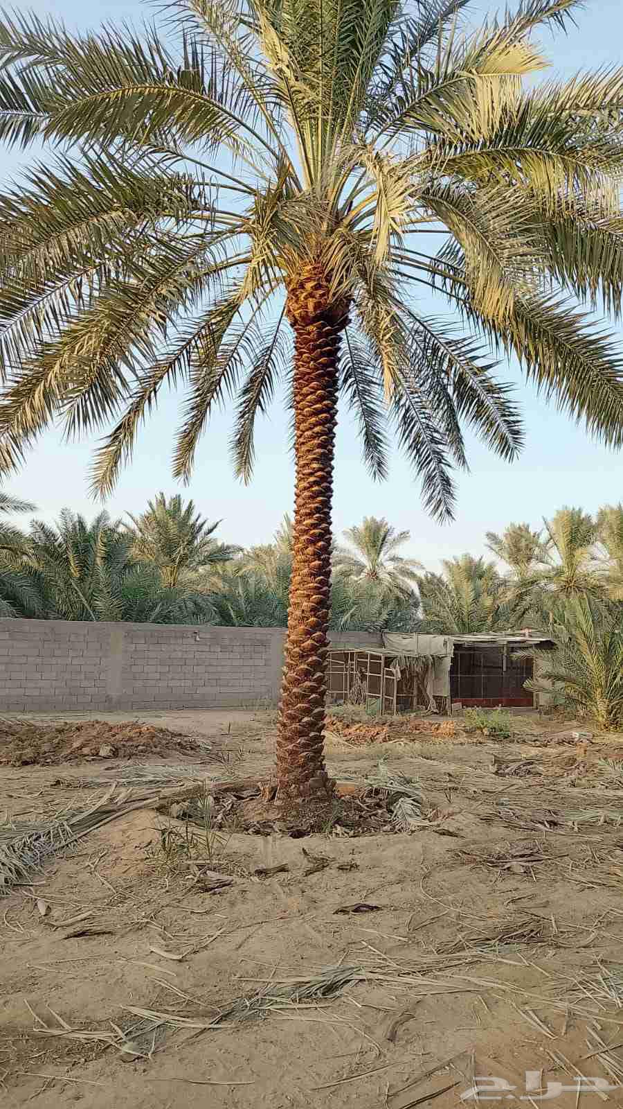 Palm trees for sale of all types and spines work of all types64228824071170113