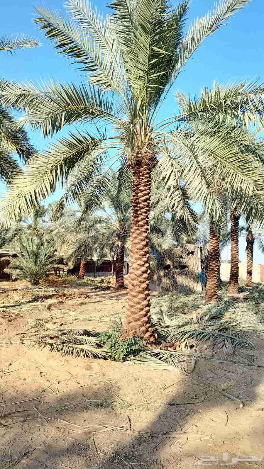 Palm trees for sale of all types and spines work of all types64228824071170112