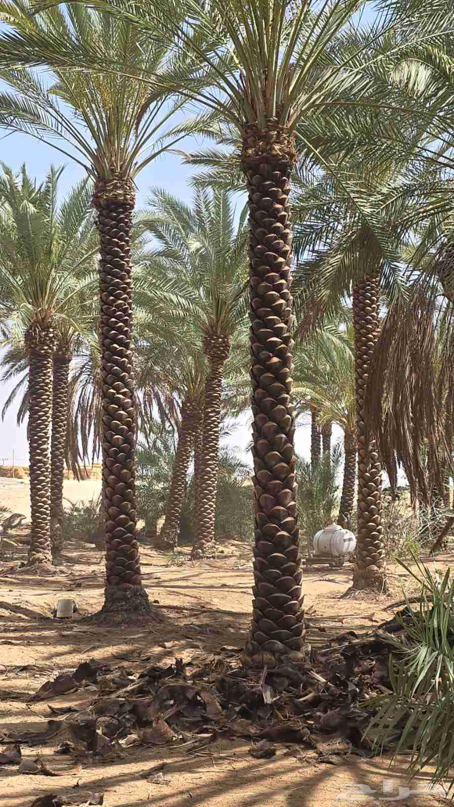 Supply and installation of farm and land fences, as well as planting palm trees and other trees64226080365569113