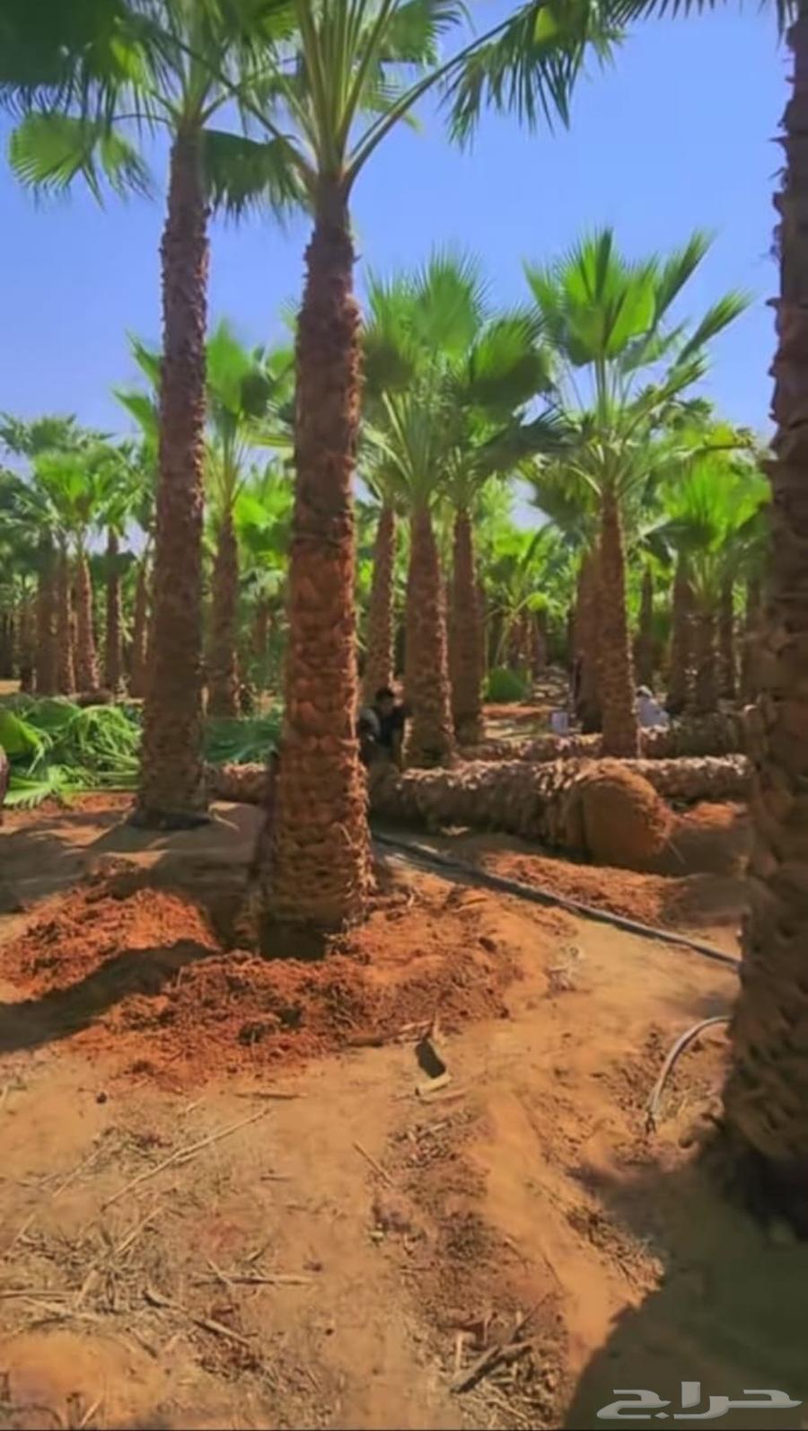 Washington for sale, ready date palm at the best prices64239968231811111