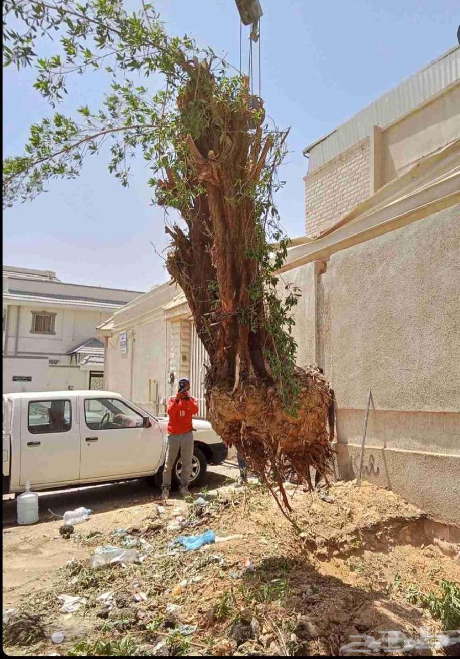 قشع نخل غرس نخل جث نخل تقطيع شجر قص شجر رافعه ونش64229383635457110