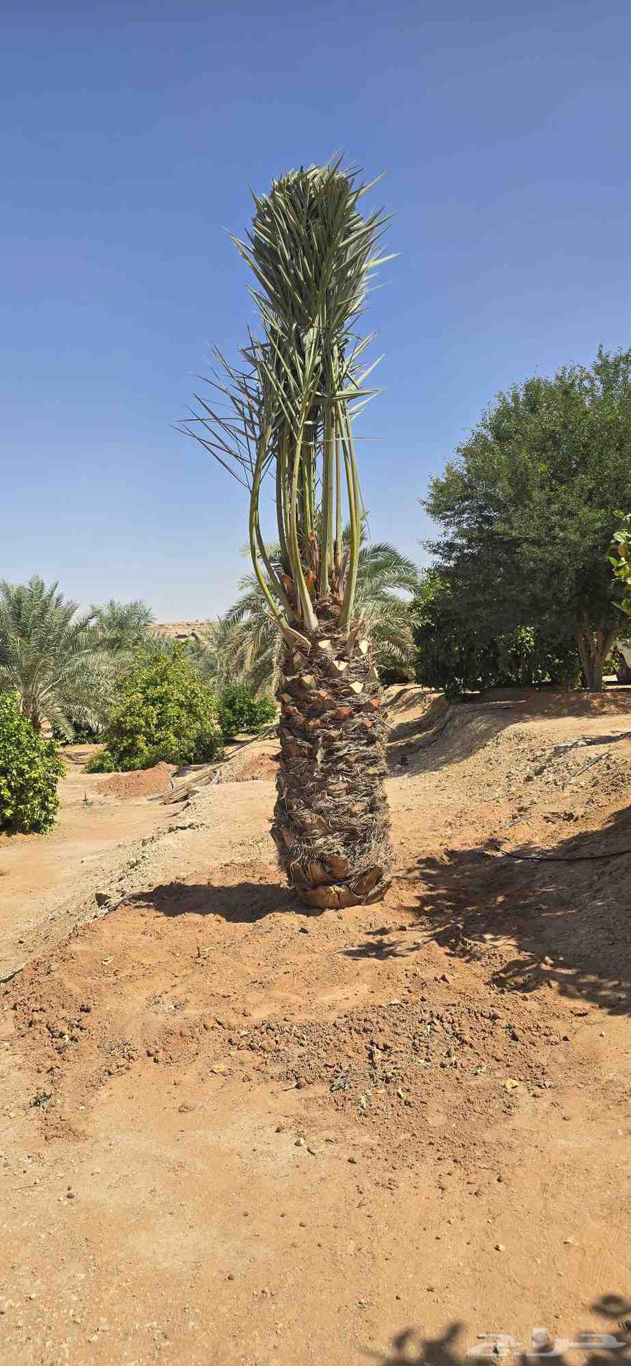 توريد وصيانه النخل العربي والواشنطني64229386016131110