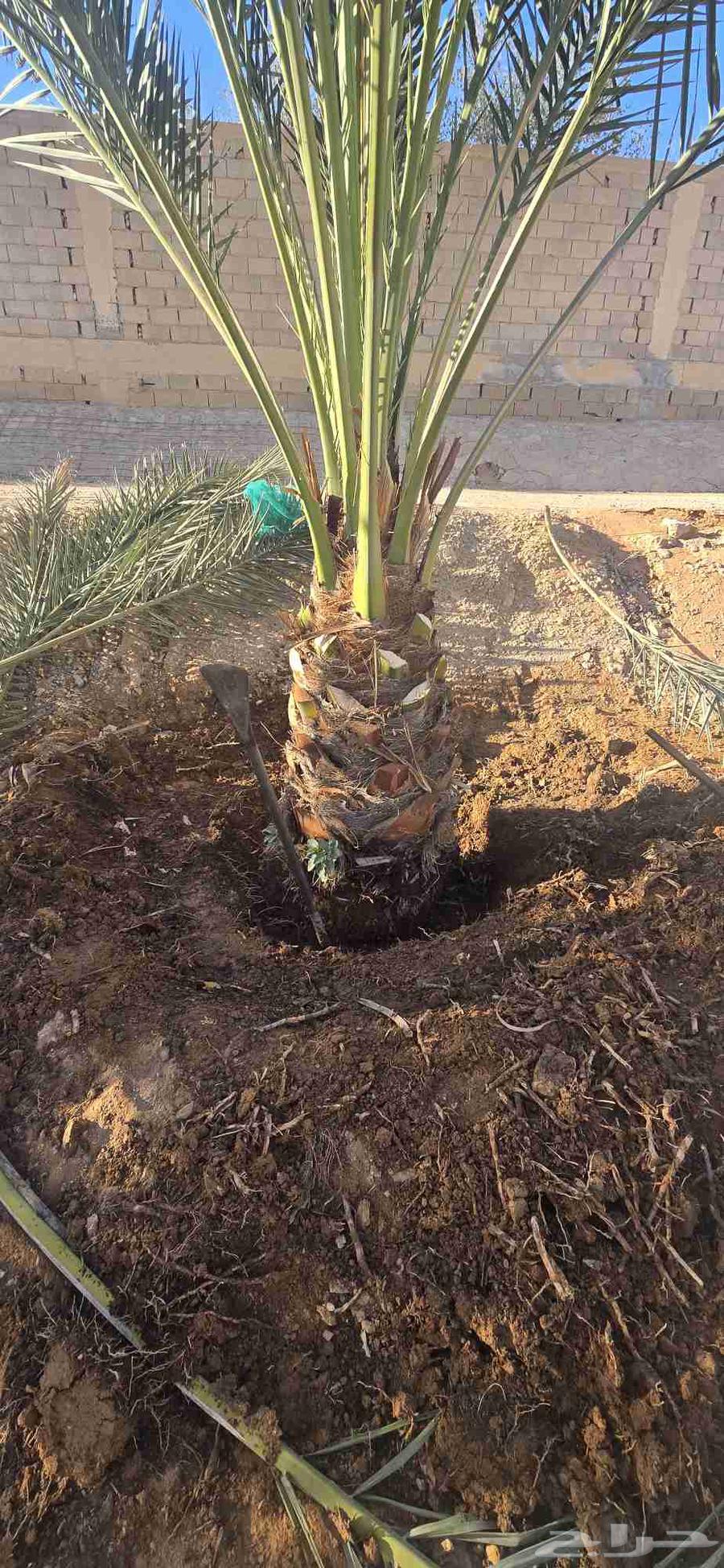 توريد وصيانه النخل العربي والواشنطني64229386016131112