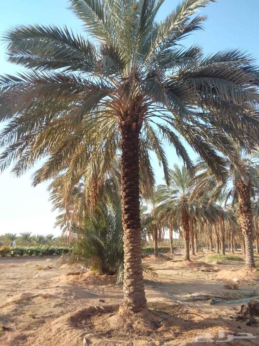 All date palm works including pruning, adding, compensating, thorn removal, pollination, and modification64228638653186110