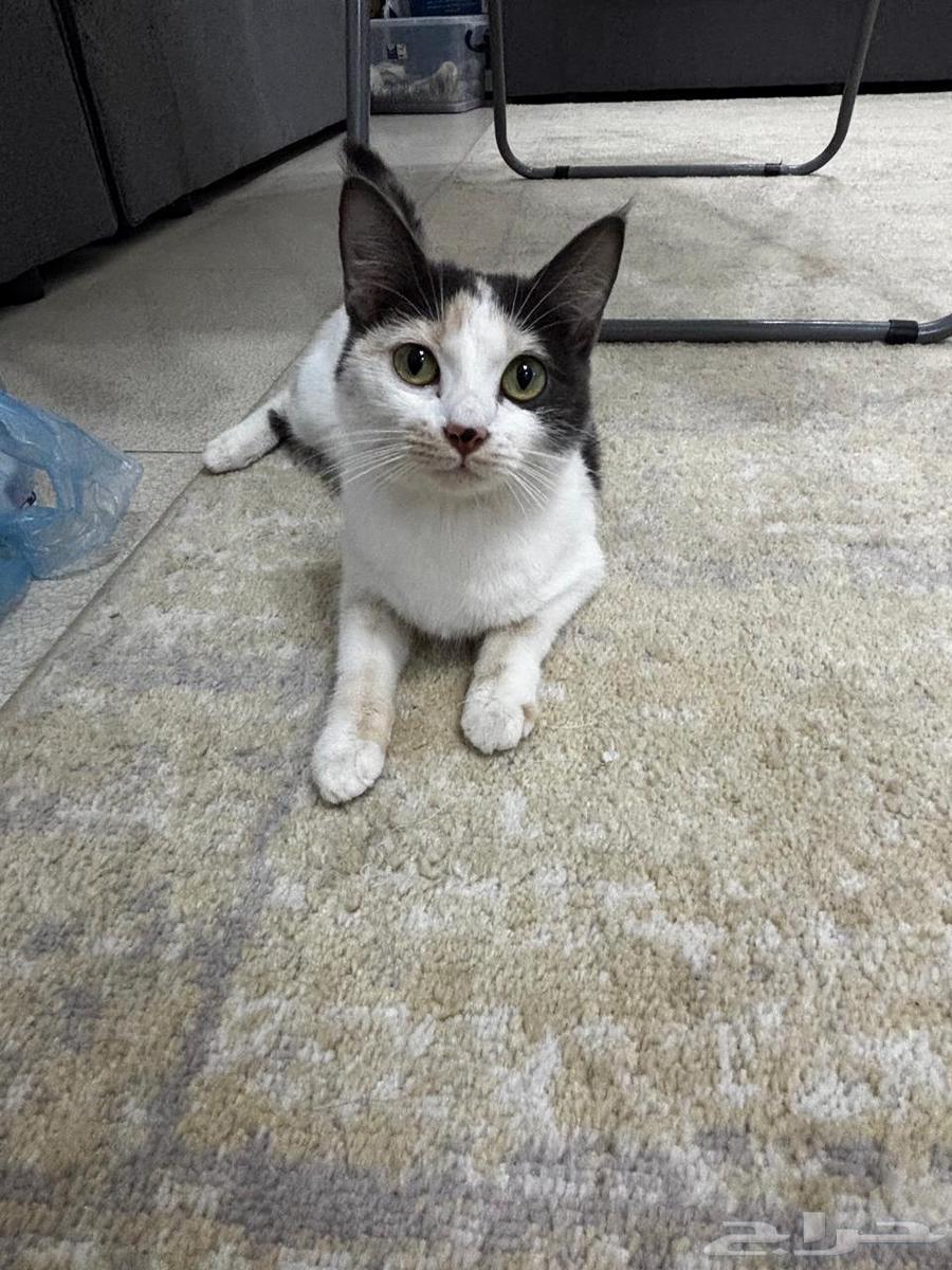 تم التبني تم التبني64239759743490112