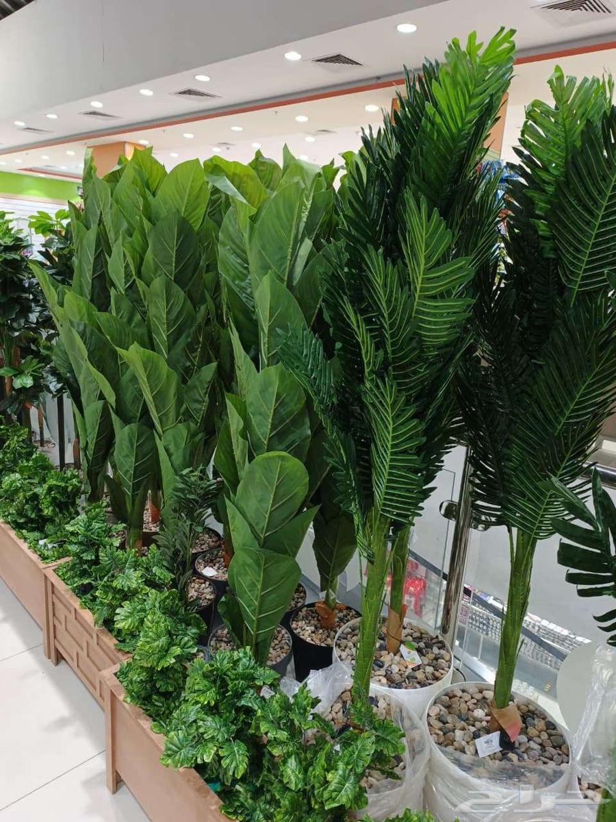 Trees and garden planting64228466819075114