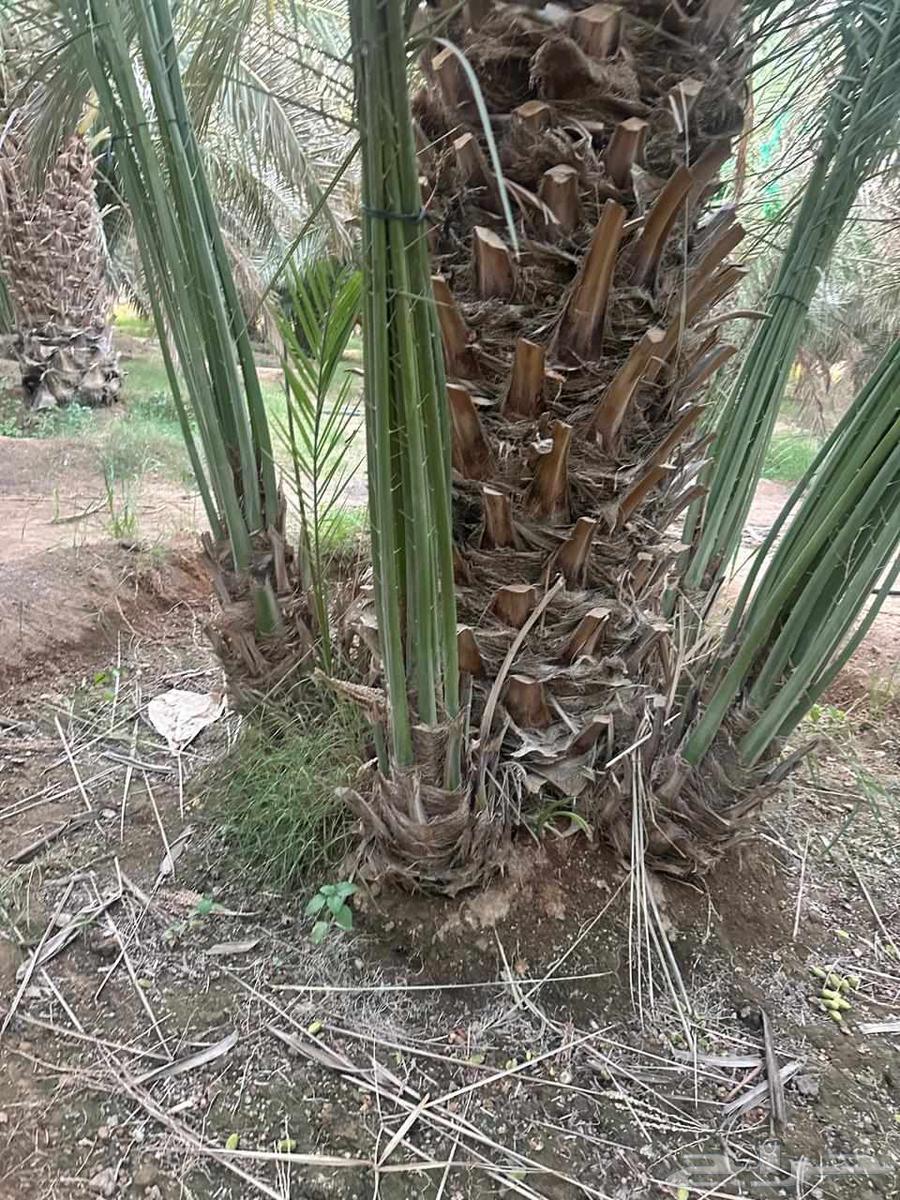 نقوم بتوريد جميع انواع انخيل64226080619779113