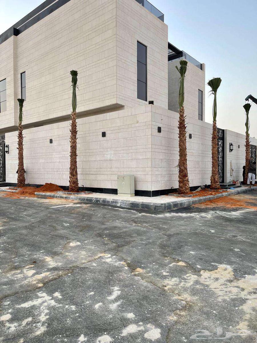 نخل واشنطن زينه أمريكي للبيع والتوصيل يشمل جميع أنحاءالمملكه64228464409347111