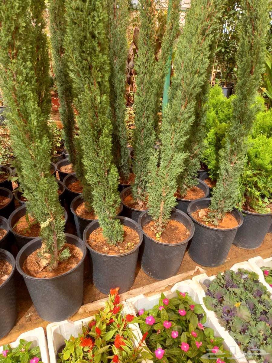 منسق حدائق القصيم64229183456258110