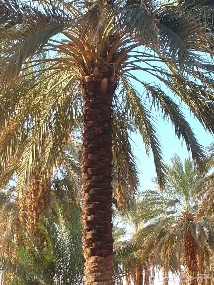 All date palm works including pruning, adding, compensating, thorn removal, pollination, and modification64228638653186111