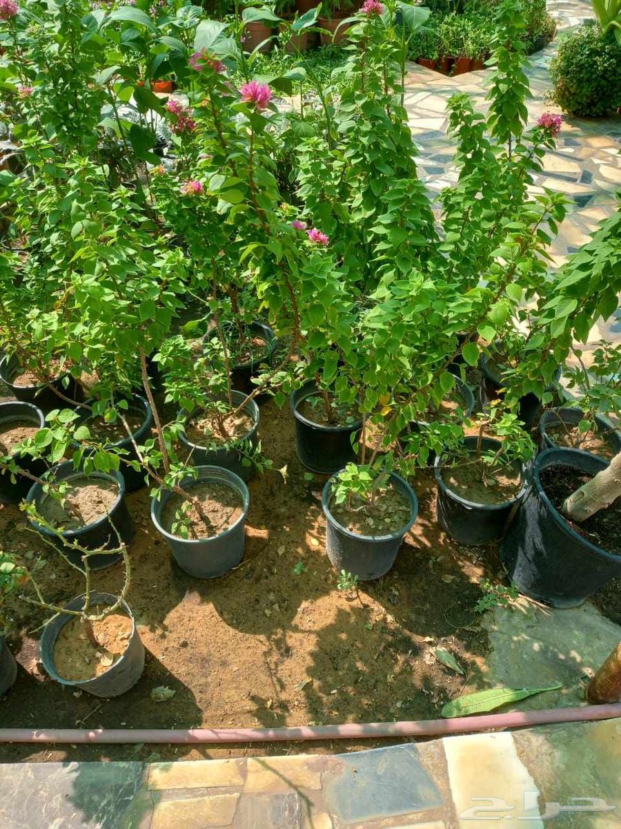 منسق حدائق القصيم64229183456258111