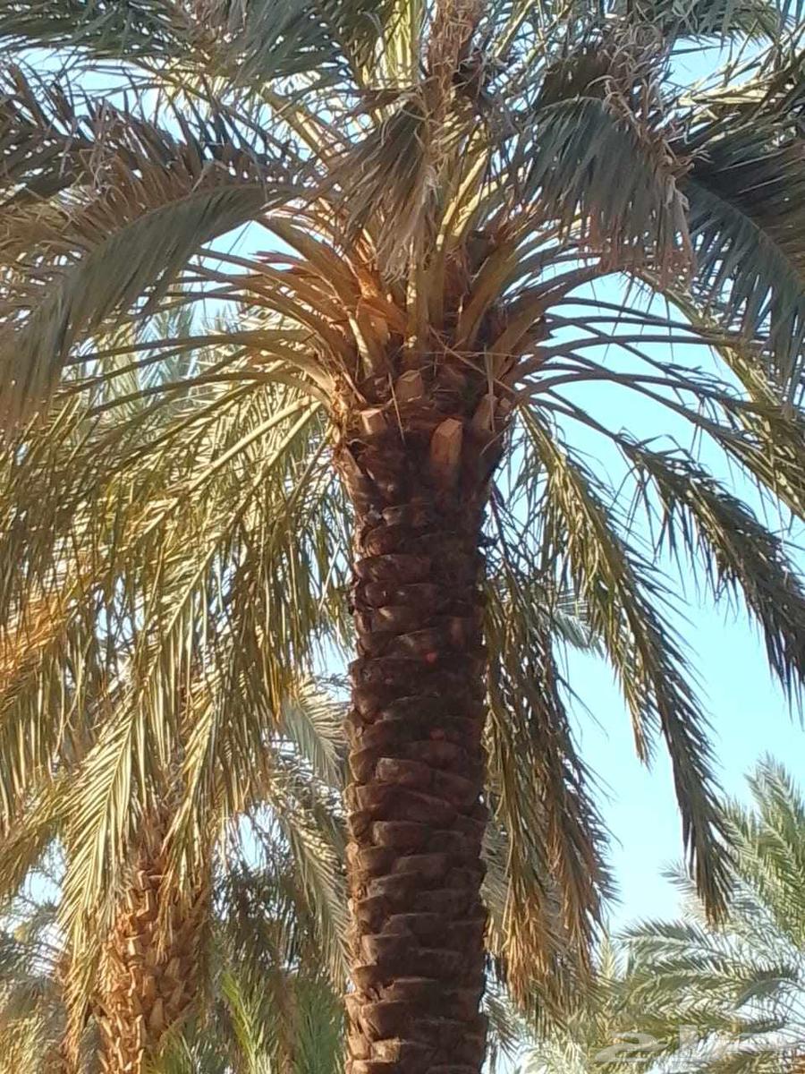 All date palm works including pruning, adding, compensating, thorn removal, pollination, and modification64228638653186112