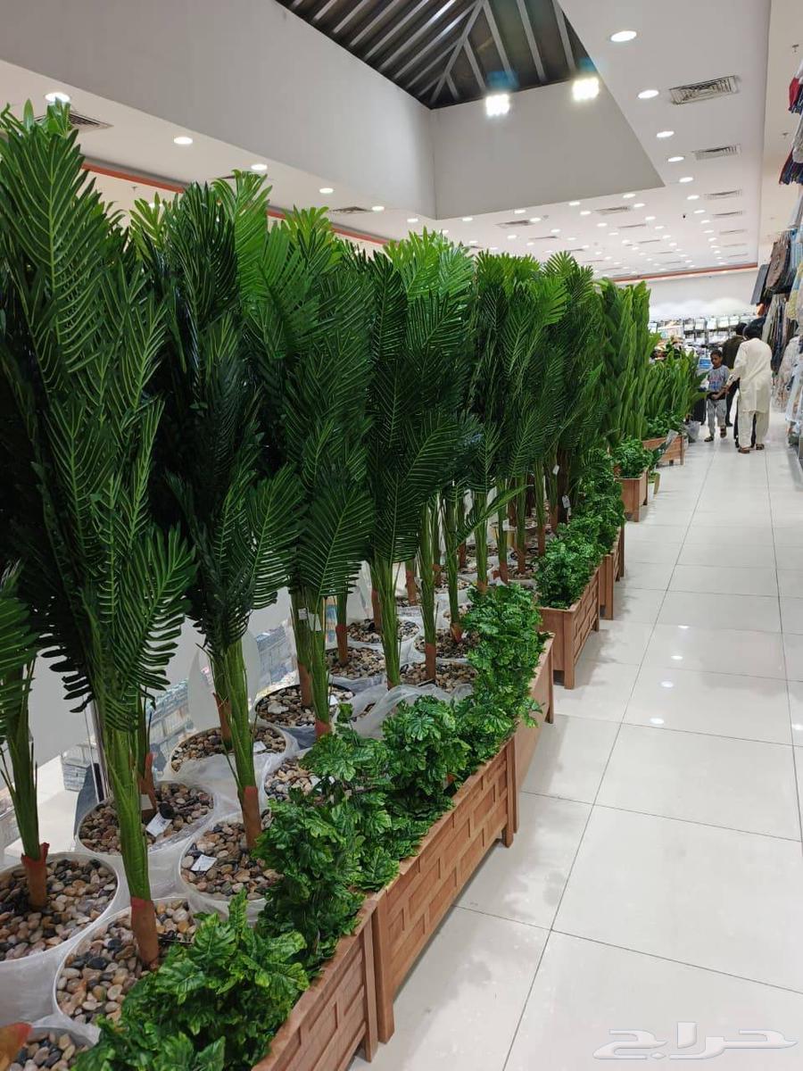 Trees and garden planting64228466819075113