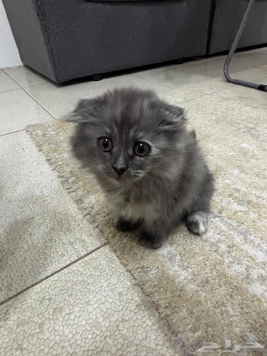 تم التبني تم التبني64239759743490110