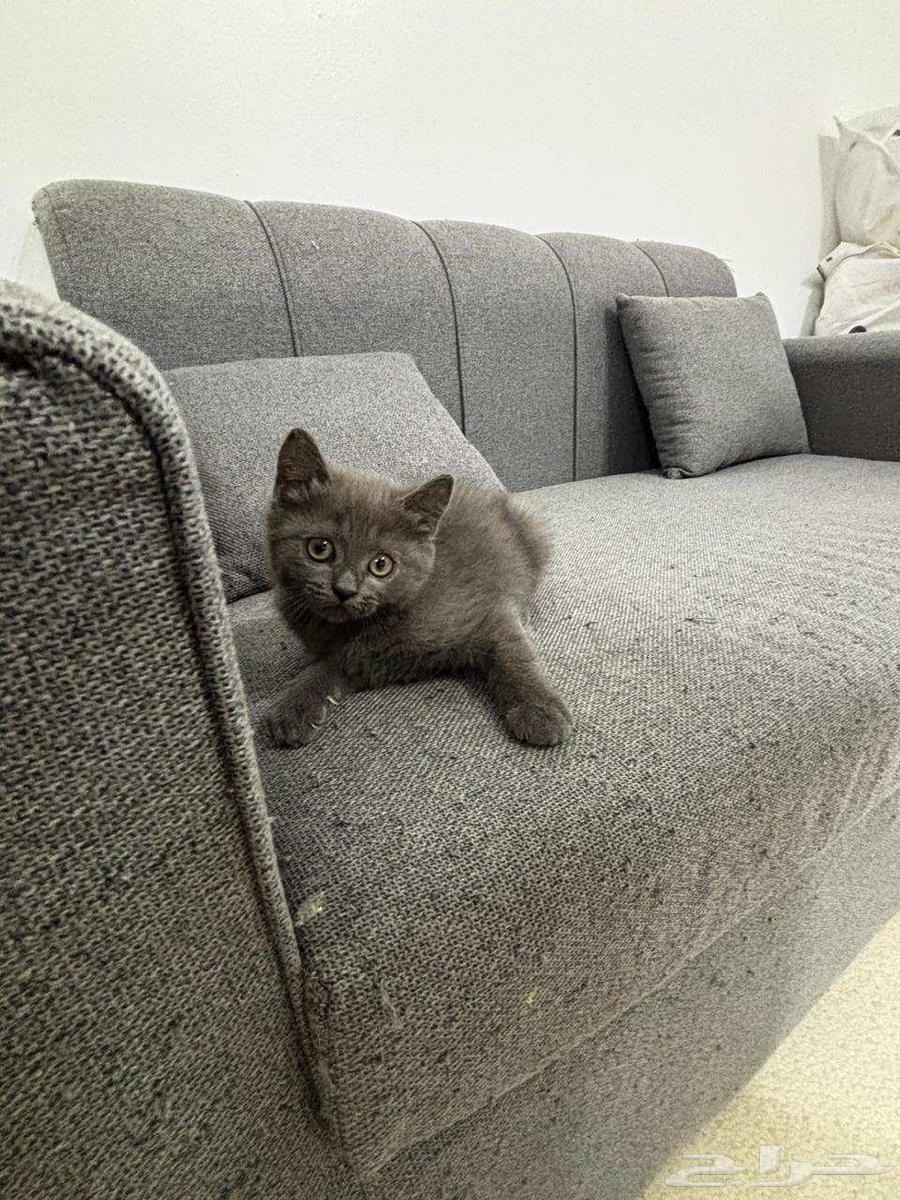 تم التبني تم التبني64239759743490113