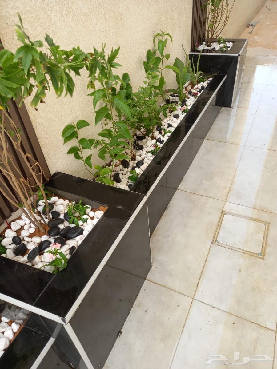 منسق حدائق القصيم64229183456258112