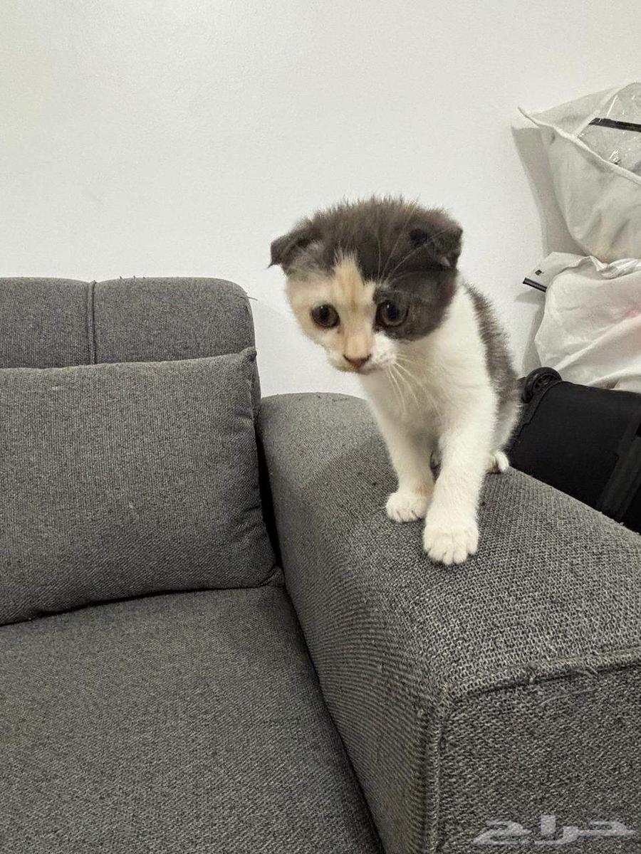 تم التبني تم التبني64239759743490111