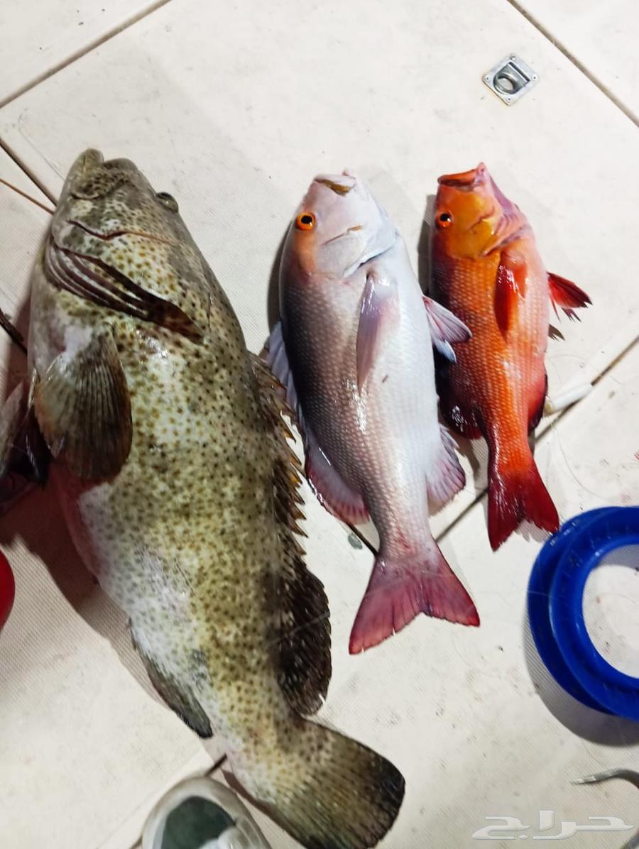 رحله بحريه رحلة صيد رحله بياضه64226080777345110