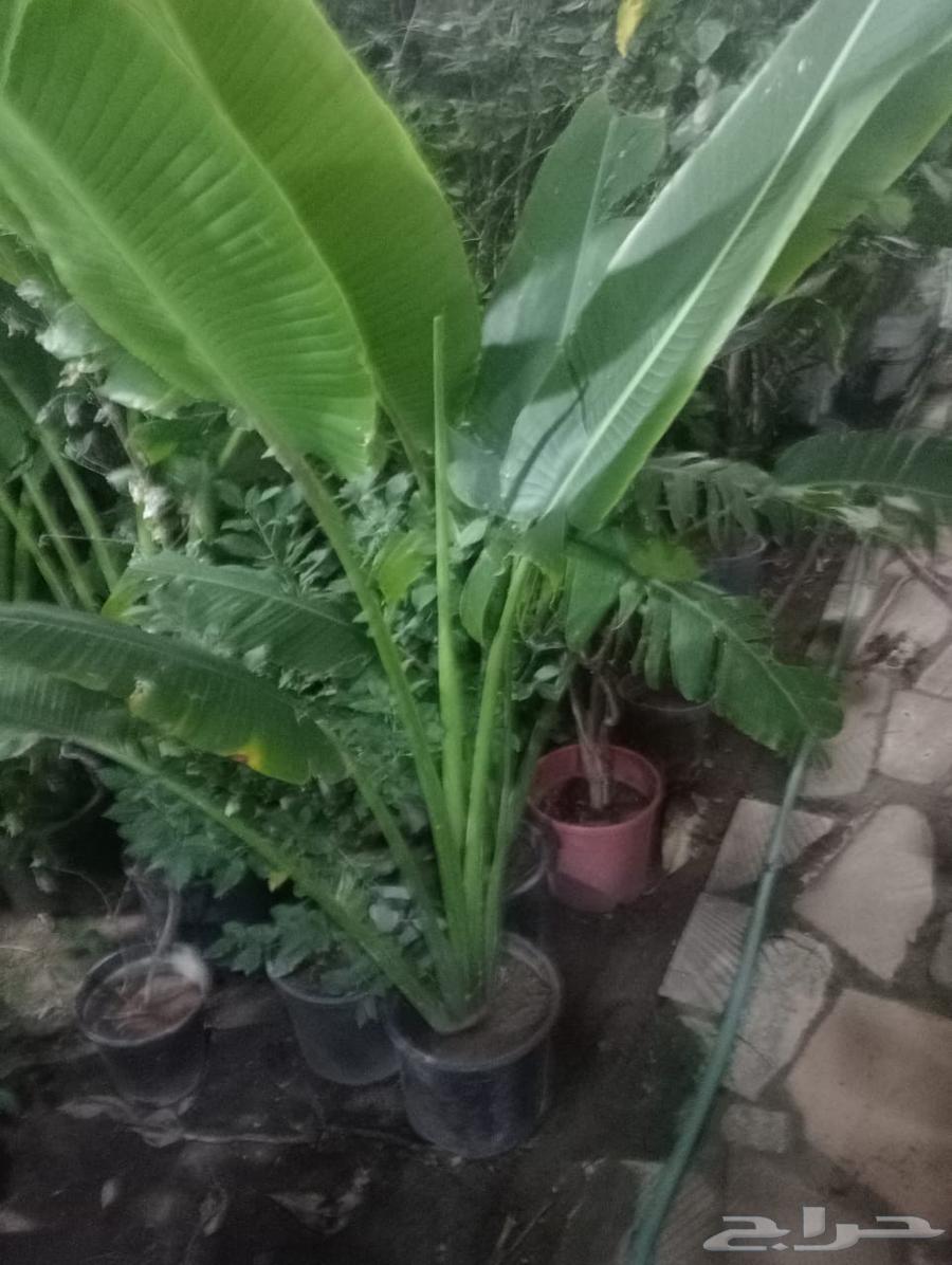 Landscape and irrigation network design by Engineer Abu Al-Hassan64229555272065112