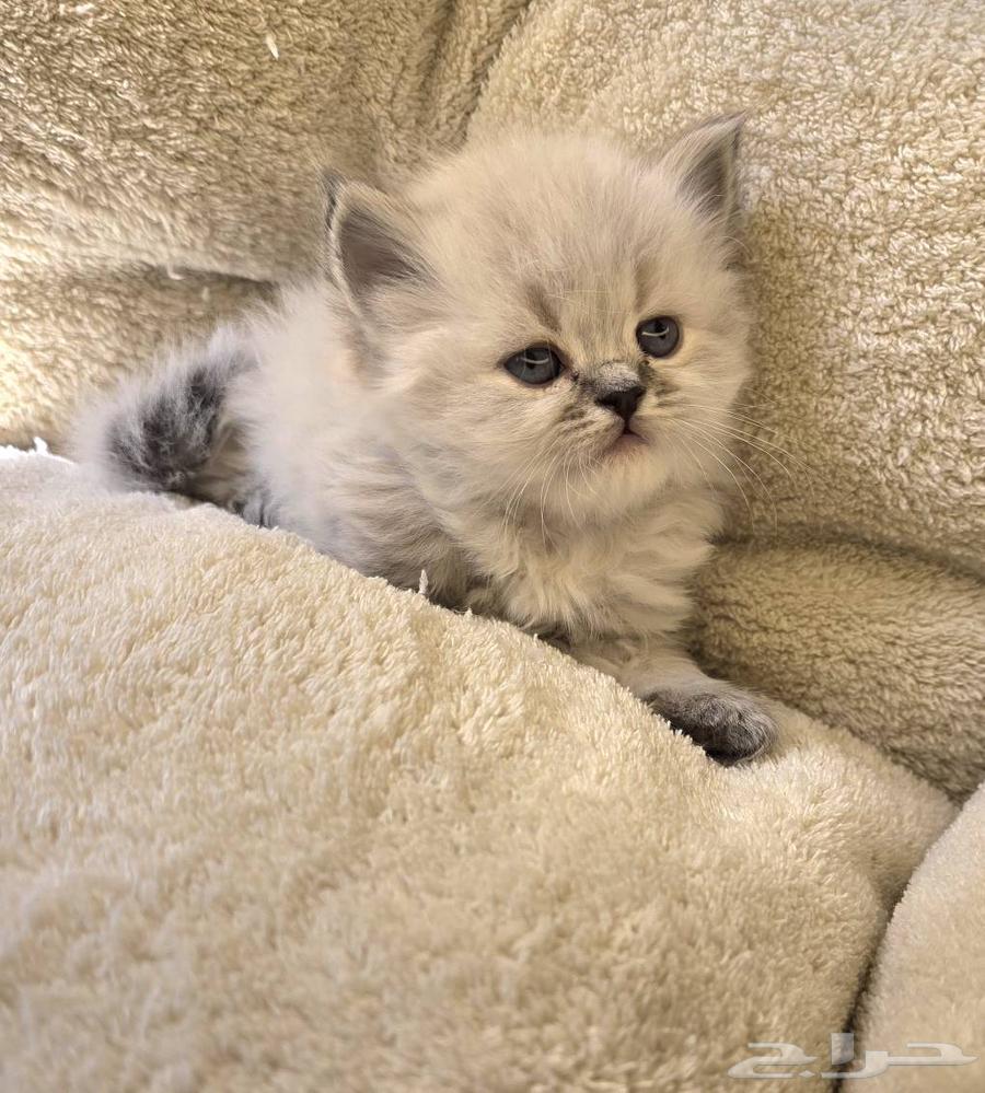 كتن همالايا للبيع64611079599490114