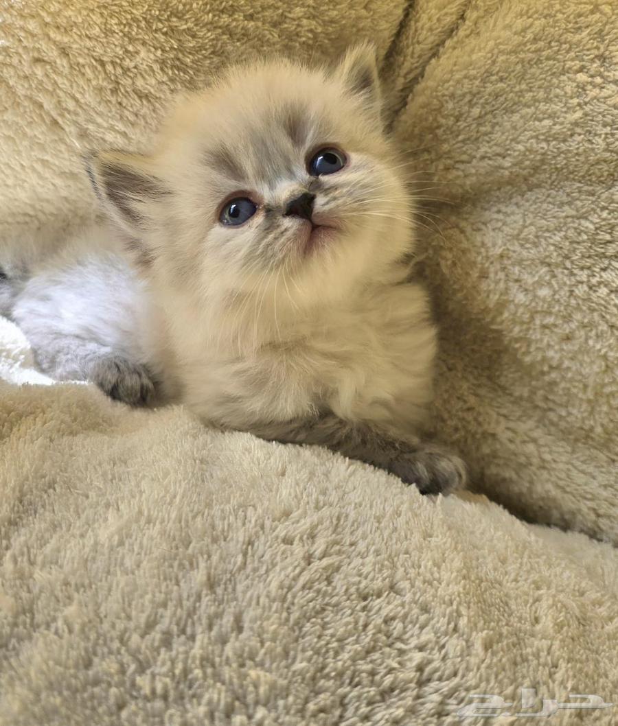 كتن همالايا للبيع64611079599490111