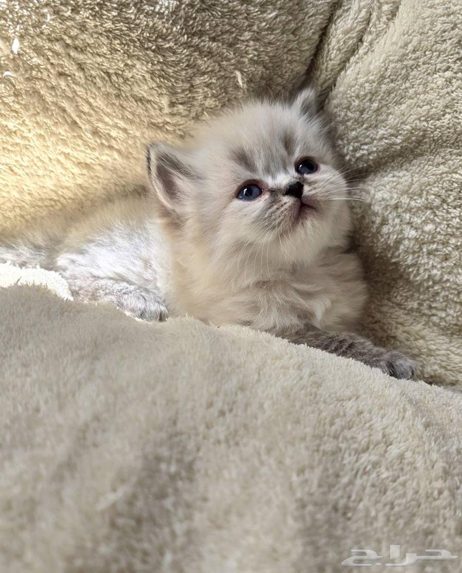 كتن همالايا للبيع64611079599490113