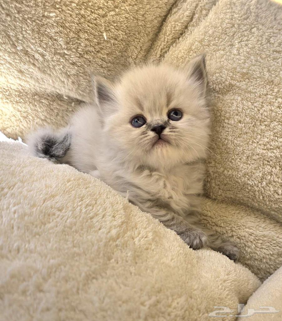 كتن همالايا للبيع64611079599490112