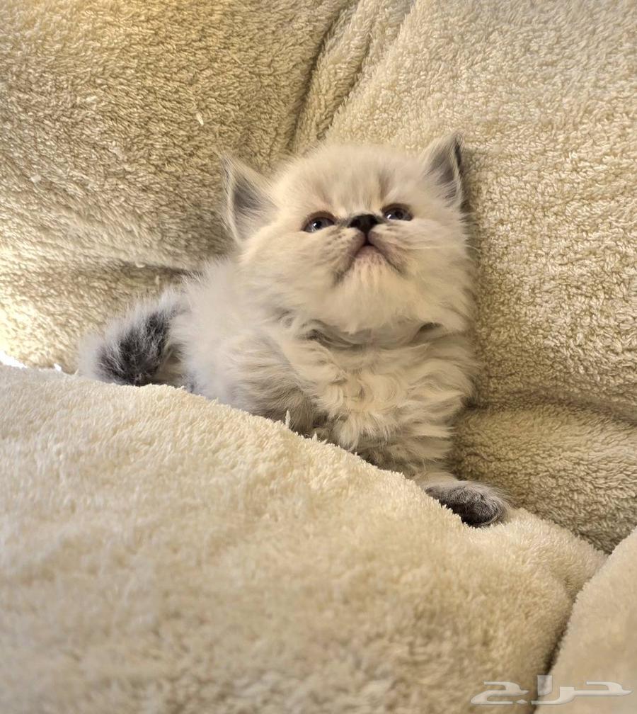 كتن همالايا للبيع64611079599490110