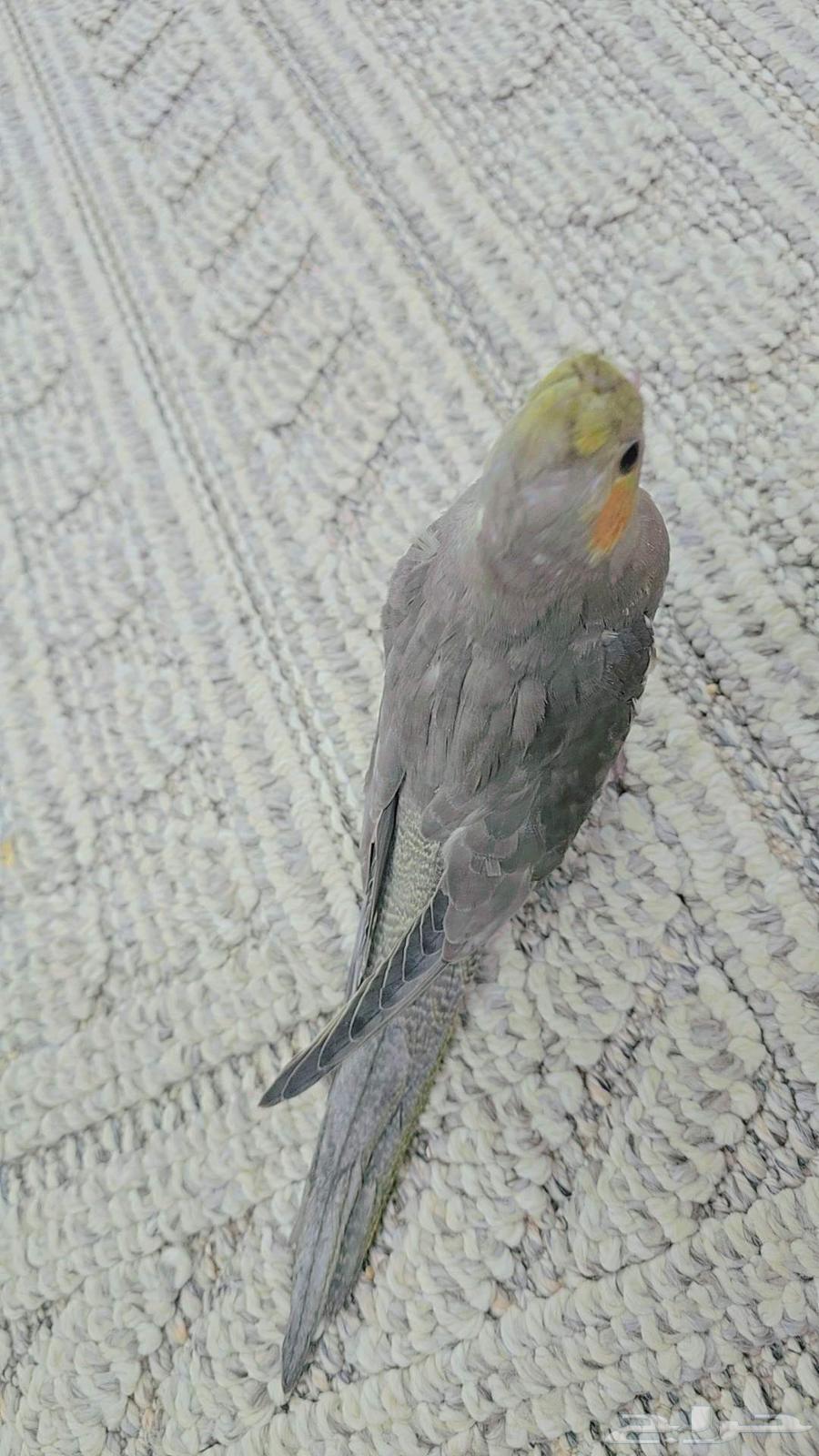 فرخ نورمل سبيلت لاتينو64575182167554111