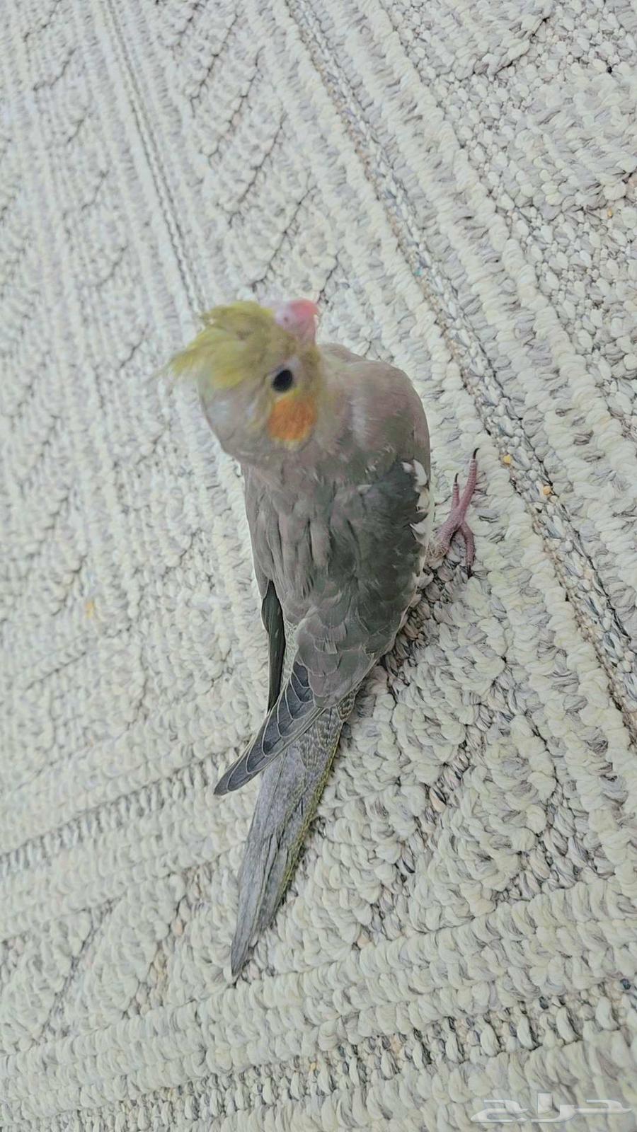 فرخ نورمل سبيلت لاتينو64575182167554112