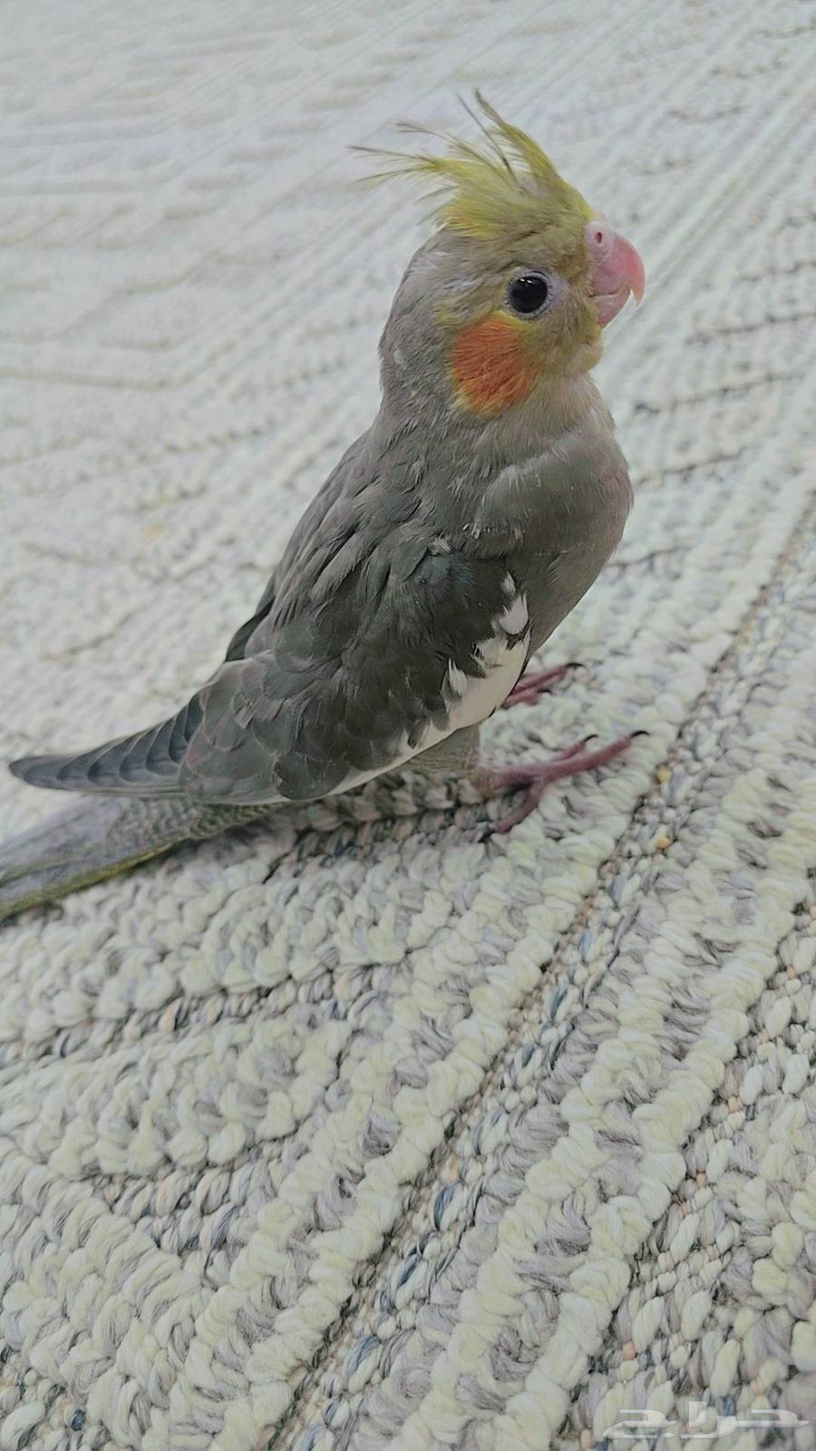 فرخ نورمل سبيلت لاتينو64575182167554110