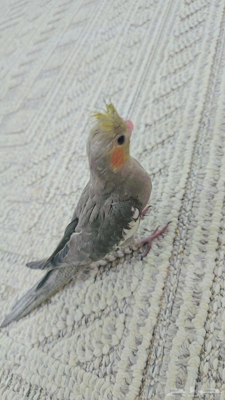 فرخ نورمل سبيلت لاتينو64575182167554113